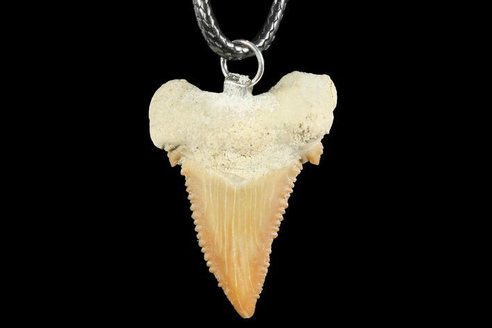 Fossil Shark (Palaeocarcharodon) Tooth Necklace -Morocco #110195
